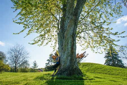 Tree nature forest grass Photo