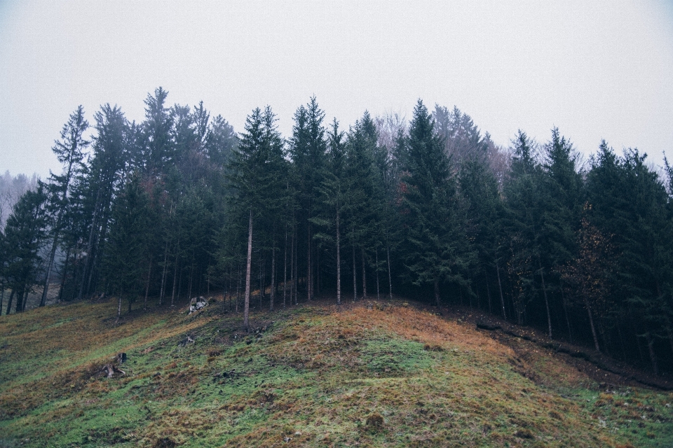 Landscape tree nature forest