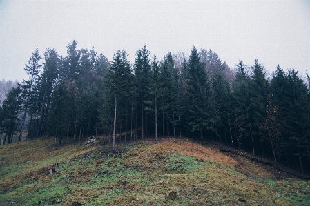 Landscape tree nature forest Photo