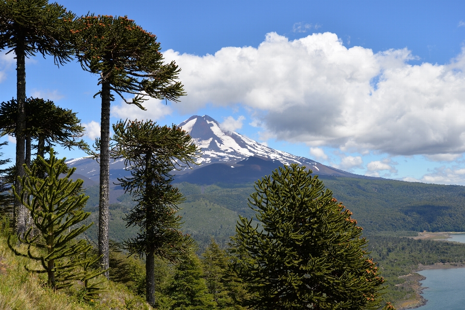 Paisaje árbol naturaleza bosque