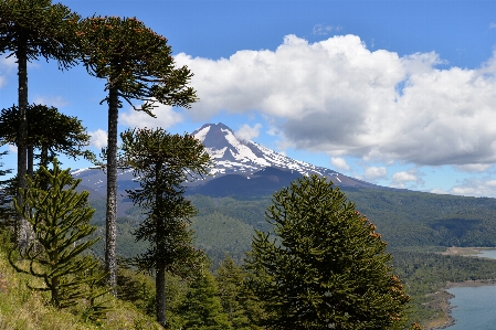 Landscape tree nature forest Photo