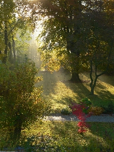 Tree nature forest wilderness Photo