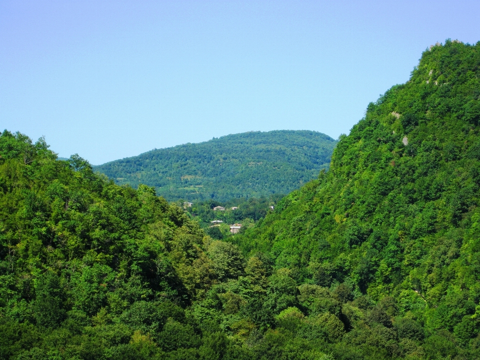 Paisagem árvore floresta ar livre