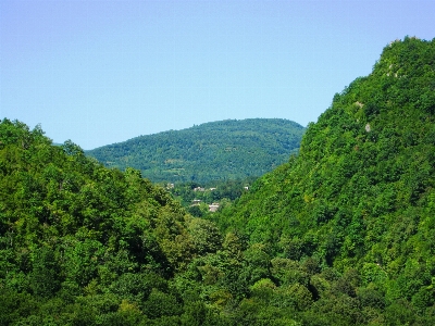 風景 木 森 アウトドア 写真