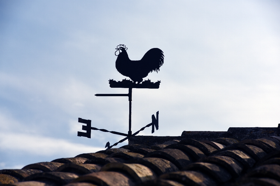 Bayangan hitam burung sayap langit