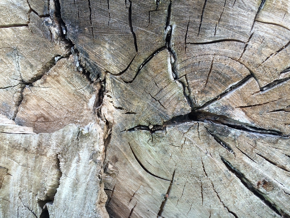 Tree rock branch structure