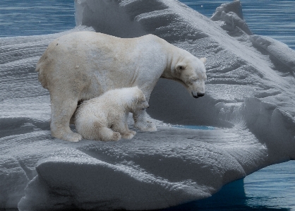 Cold bear ice mammal Photo