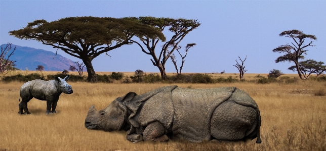 Prairie adventure wildlife herd Photo