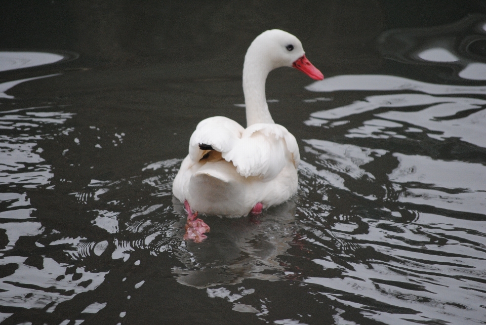 Water nature bird wing