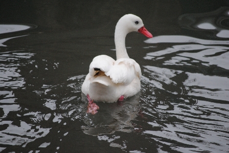 Water nature bird wing Photo