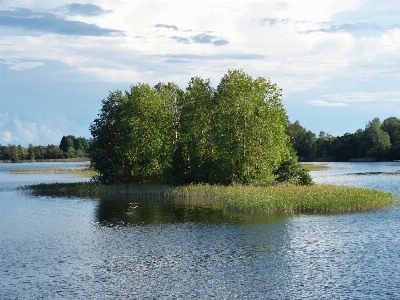 Foto Paesaggio albero acqua natura