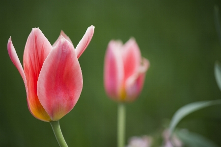 Natur anlage blume blütenblatt Foto