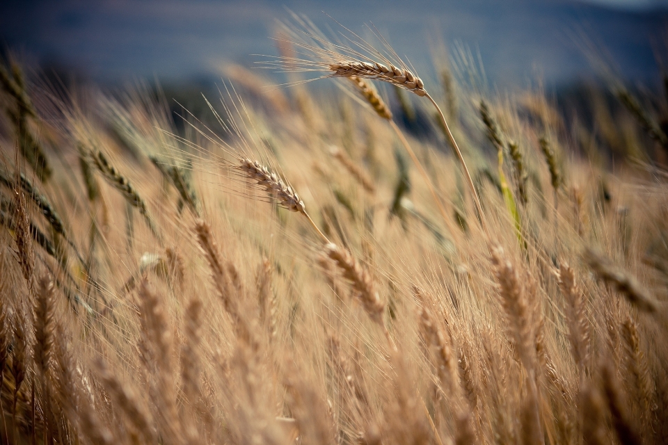 Nature grass growth plant