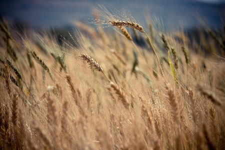 Foto Natureza grama crescimento plantar