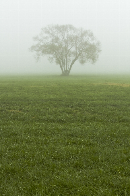 Landscape tree nature forest