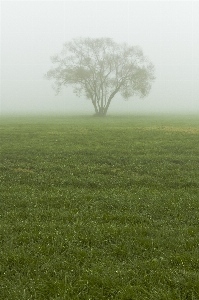 Landscape tree nature forest Photo