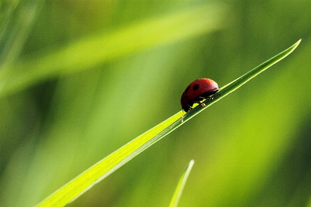 Nature grass outdoor branch Photo