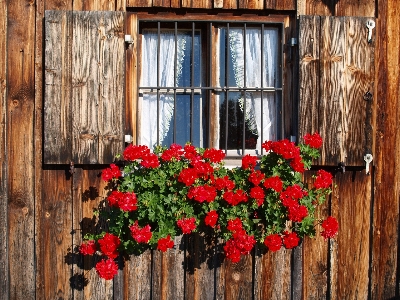 Plant wood flower window Photo