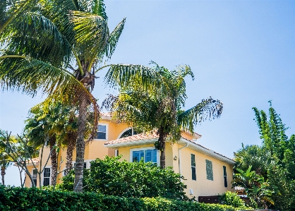 木 空 villa 家 写真