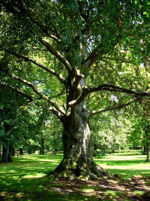 Drzewo natura las oddział