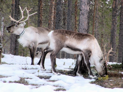 Winter animal wildlife deer Photo