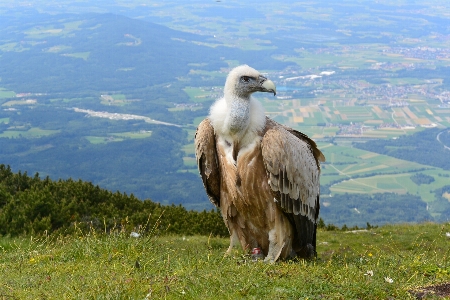 Berg vogel prärie
 tierwelt Foto