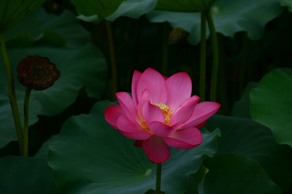 Plant flower petal buddhism