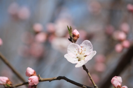 Branch blossom plant photography Photo