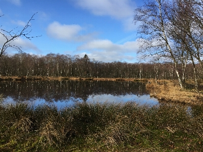 Landscape tree water nature Photo