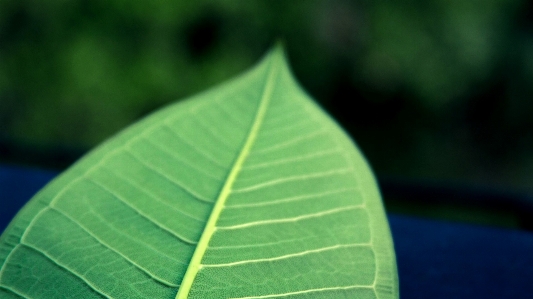 Foto árbol naturaleza rama planta