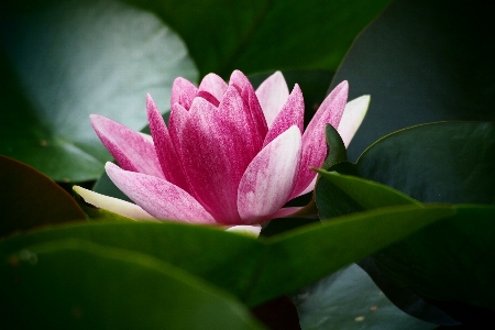 自然 花 植物 葉 写真