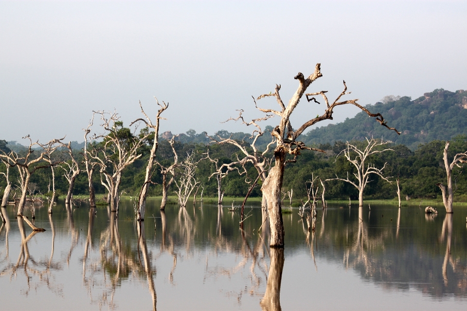 Landscape tree water nature