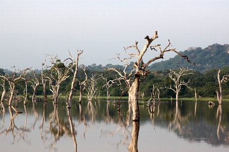 Landscape tree water nature Photo