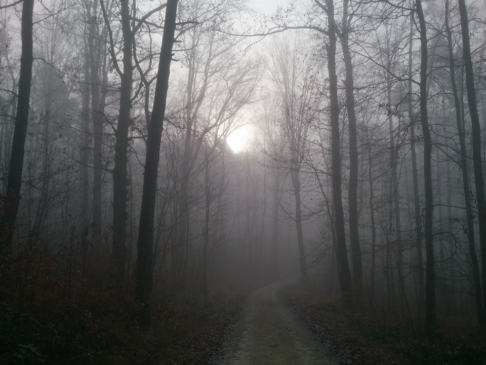 Drzewo natura las oddział