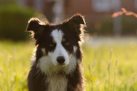 Foto Cachorro mamífero border collie
 vertebrado
