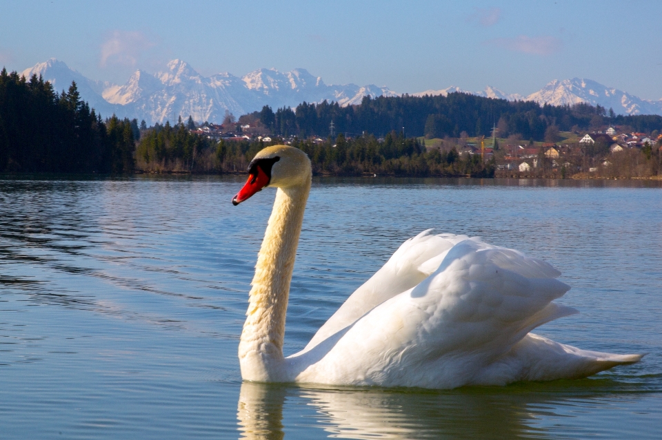 Landscape water nature bird