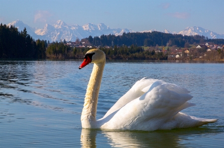 Landscape water nature bird Photo