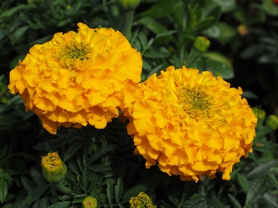 花 植物 花弁 咲く 写真