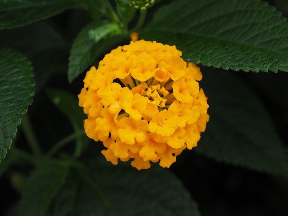 Blossom plant leaf flower