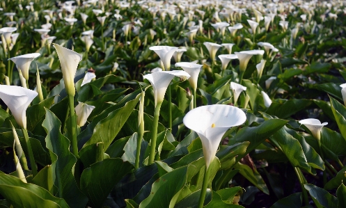 Grass plant field flower Photo