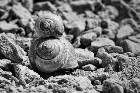 Foto Natureza areia rock preto e branco
