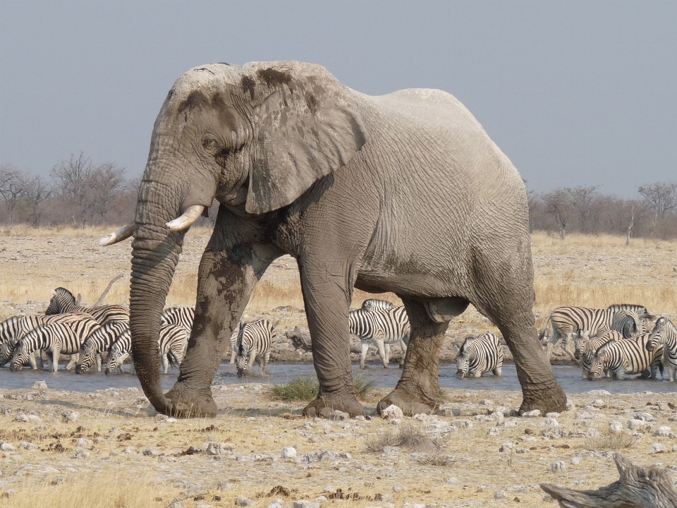 Adventure wildlife herd mammal