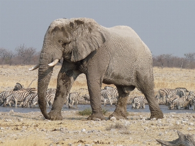 Adventure wildlife herd mammal Photo