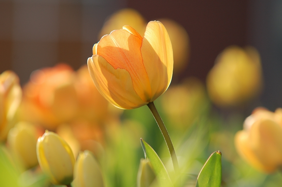 Blossom plant sunlight flower