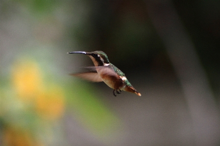 自然 鳥 羽 花 写真