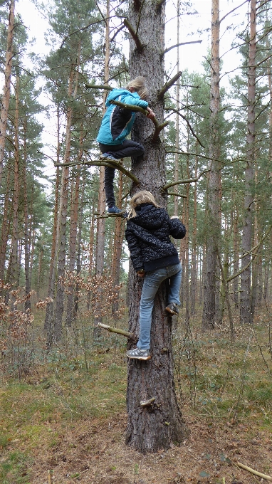 árvore natureza floresta trilha