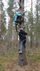 Zdjęcie Drzewo natura las ścieżka