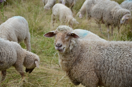 Grass field meadow flock Photo