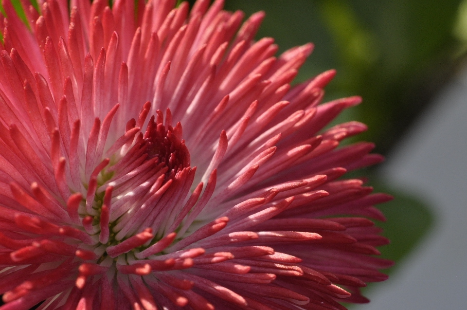 Nature blossom abstract plant