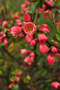 Nature blossom plant fruit Photo